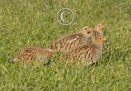 Grey Partridges DM1414